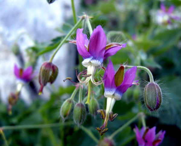 Geranium reflexum / Geranio a petali riflessi